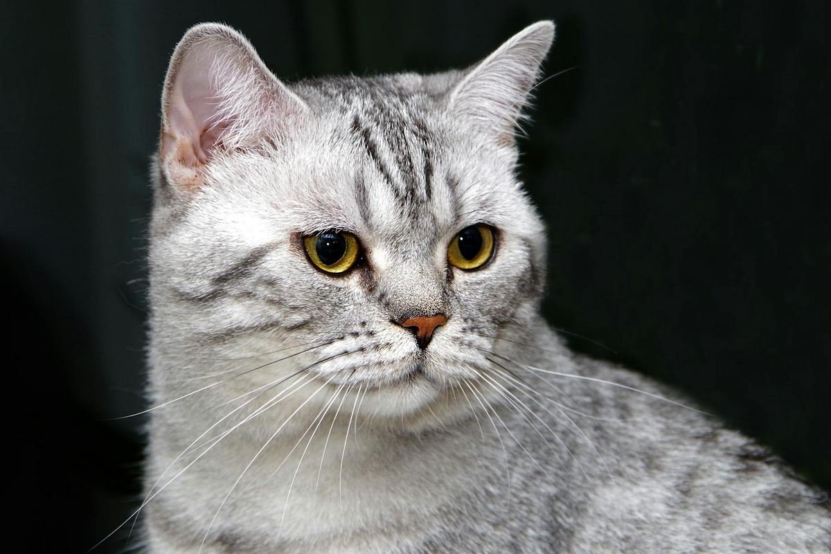 Criador especializado em gato de pelo curto inglês: Guia 2026 (Saúde Garantida)